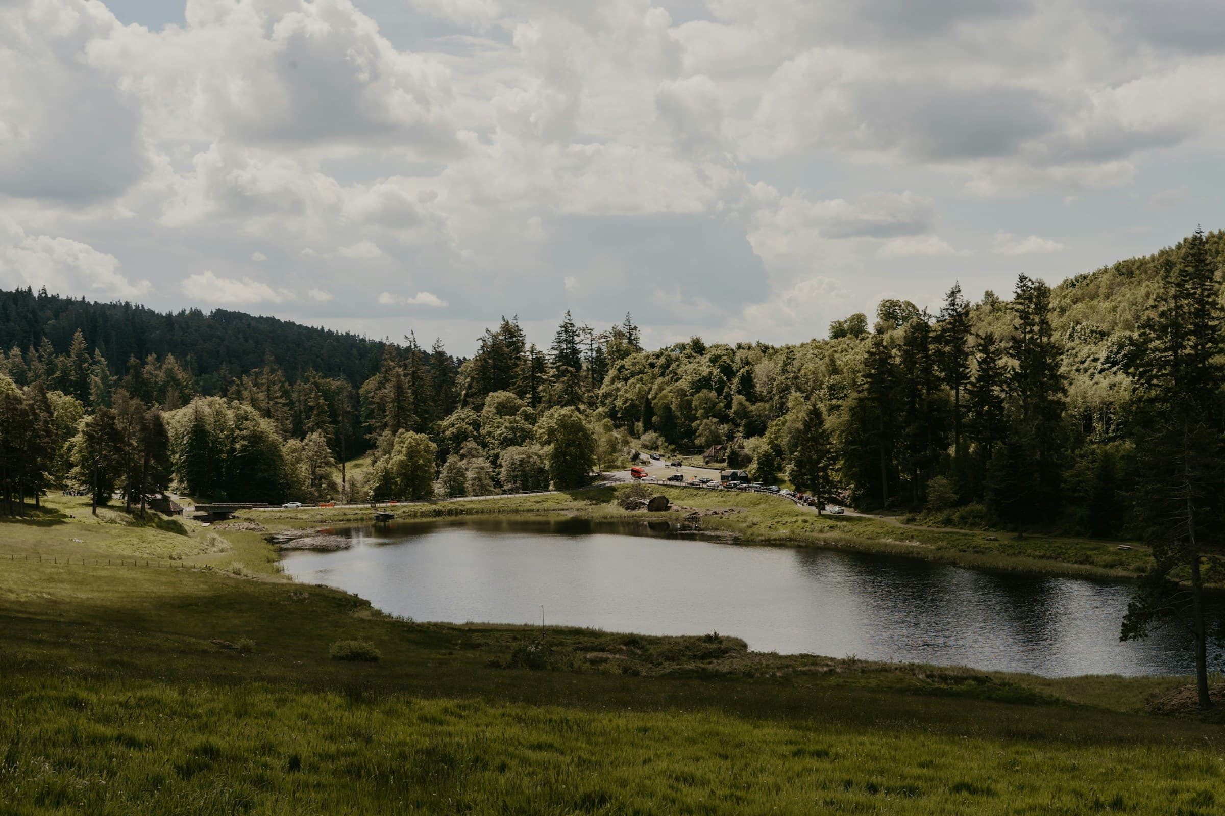 Utsikt över en skog